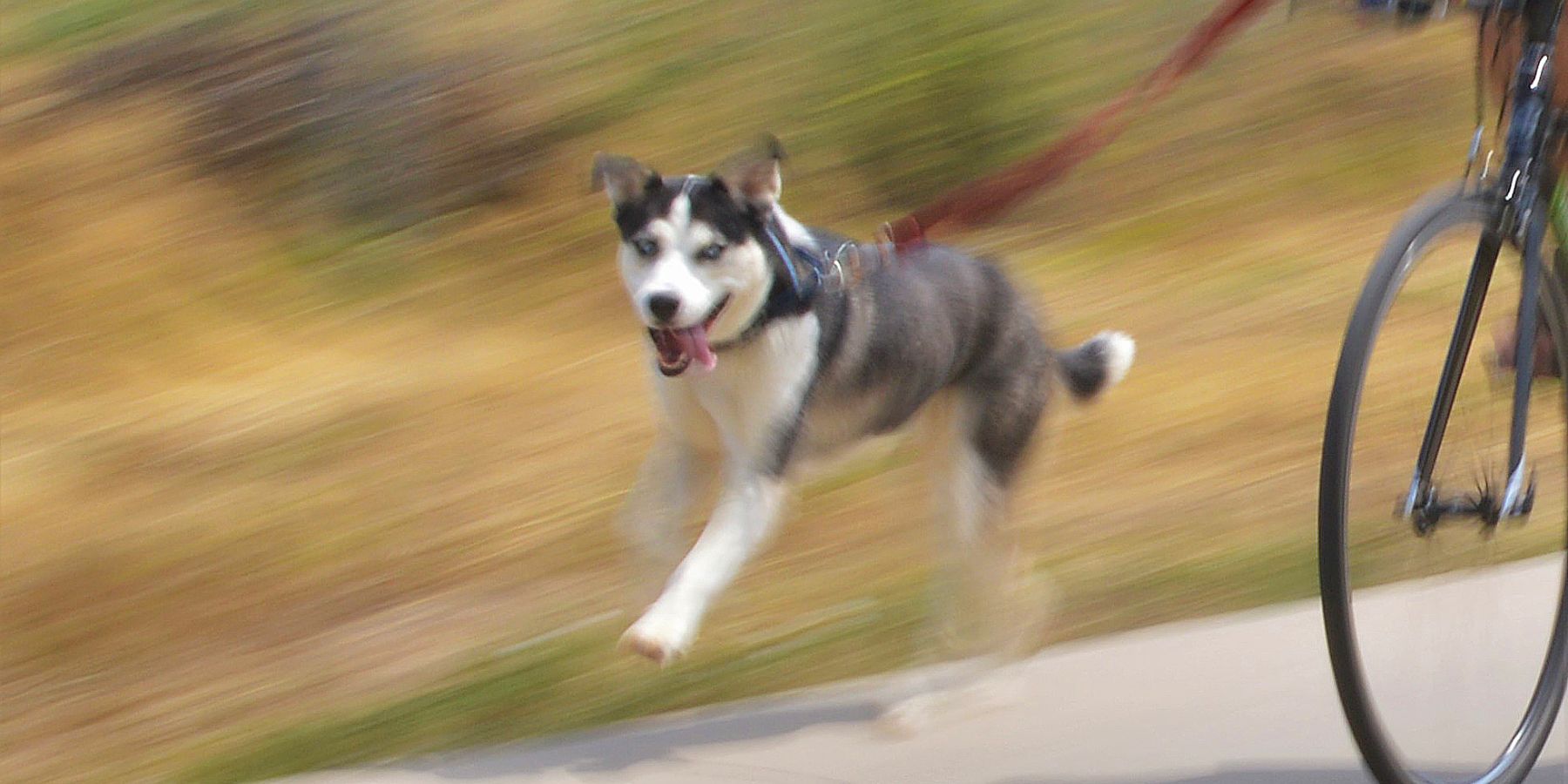 Preparing and Training Your Dog for a Bikejoring Expedition